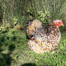 Image pour l'annonce Poule Pékin Mille-fleurs.