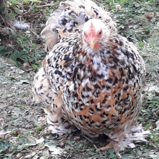 Image pour l'annonce Poule Pékin Mille-fleurs.