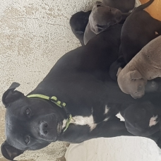 Image pour l'annonce Chiots staffie