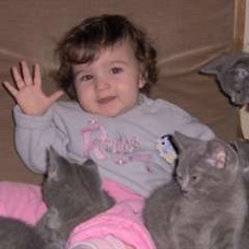 Image pour l'annonce vends chatons chartreux