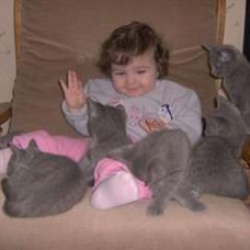 Image pour l'annonce vends chatons chartreux