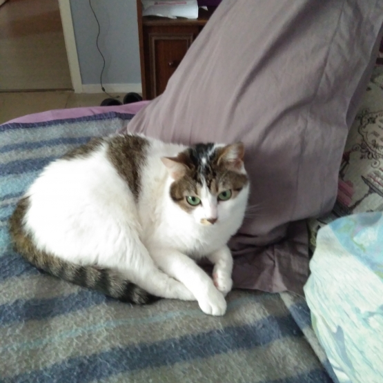 Image pour l'annonce Donne petite chatte blanche et tigré