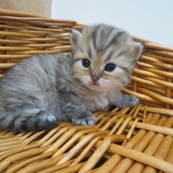 Image pour l'annonce Chatons persan mâle et femelles Loof