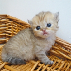Image pour l'annonce Chatons persan mâle et femelles Loof