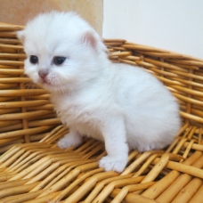 Image pour l'annonce Chatons persan mâle et femelles Loof