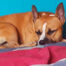 Image pour l'annonce Donne amstaff