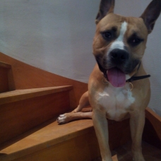 Image pour l'annonce Donne amstaff