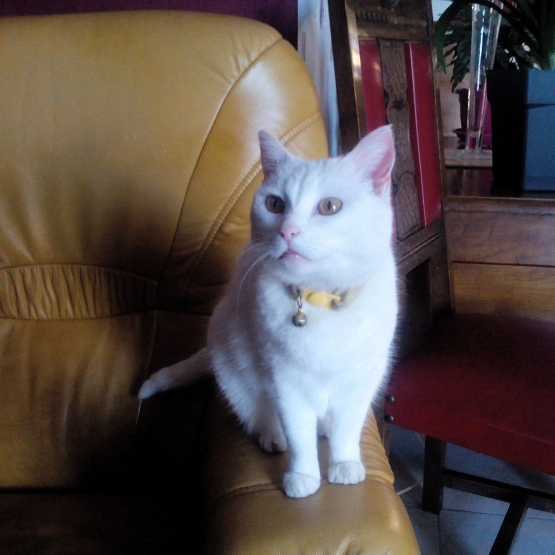 Image pour l'annonce Donne chatte