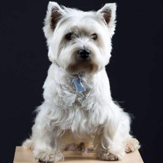 Image pour l'annonce Recherche femelle westie LOF