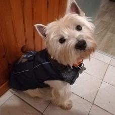 Image pour l'annonce Recherche femelle westie LOF