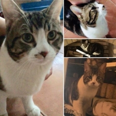 Image pour l'annonce A adopter Mitsko jeune chat de 4 ans calme et gentil