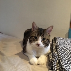 Image pour l'annonce A adopter Mitsko jeune chat de 4 ans calme et gentil