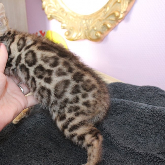 Image pour l'annonce chaton femelle bengal