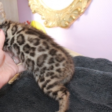 Image pour l'annonce chaton femelle bengal