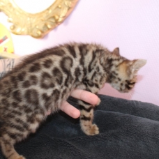 Image pour l'annonce chaton femelle bengal