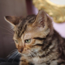 Image pour l'annonce chaton femelle bengal