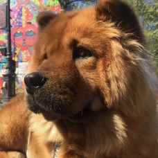 Image pour l'annonce Recherche mâle Chow-chow pour saillie