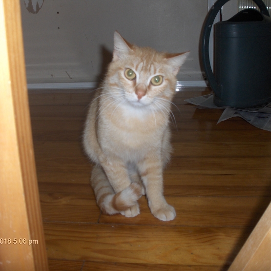 Image pour l'annonce Chatte rousse à adopter sur Marseille