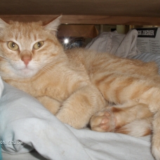 Image pour l'annonce Chatte rousse à adopter sur Marseille