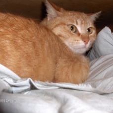 Image pour l'annonce Chatte rousse à adopter sur Marseille