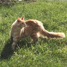 Image pour l'annonce Propose Maine Coon pour saillie