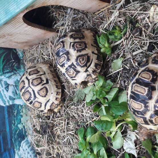 Image pour l'annonce Vends Tortue pardalis (léopard) juvéniles de dec 2016