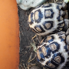 Image pour l'annonce Vends Tortue pardalis (léopard) juvéniles de dec 2016