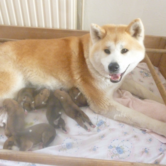 Image pour l'annonce Chiots akita inu LOF à réserver