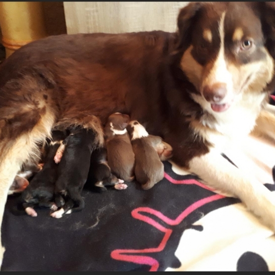 Image pour l'annonce Berger australien bébé