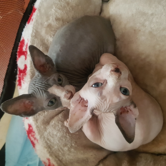 Image pour l'annonce vend chatons sphynx mâle