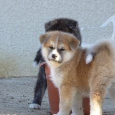 Image pour l'annonce Chiots Akita inu LOF à réserver