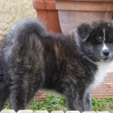 Image pour l'annonce Chiots Akita inu LOF à réserver