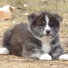 Image pour l'annonce Chiots Akita inu LOF à réserver