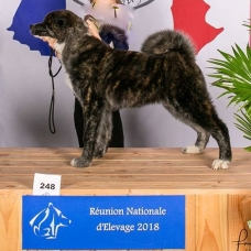 Image pour l'annonce Chiots Akita inu LOF à réserver