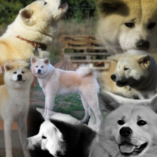 Image pour l'annonce Chiots Akita inu LOF à réserver