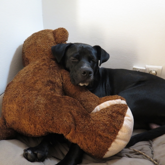 Image pour l'annonce Cherche garde pour mon chien Labrador âgé de 11 mois