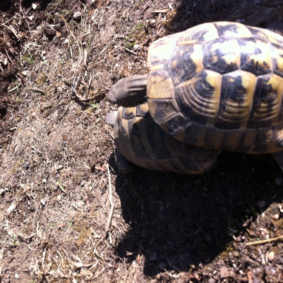 Image pour l'annonce Couple tortue hermann