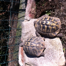 Image pour l'annonce Couple tortue hermann