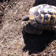 Image pour l'annonce Couple tortue hermann