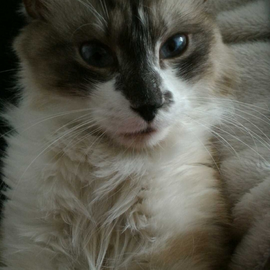 Image pour l'annonce Coton beau et gentil croisé sacré Birmanie à adopter via asso