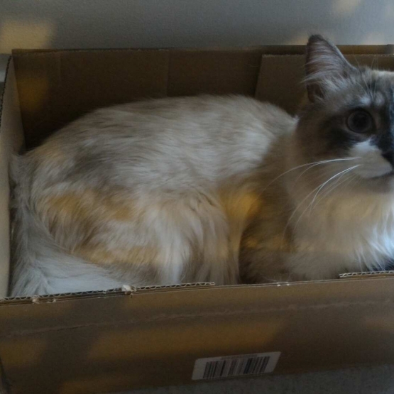 Image pour l'annonce Coton beau et gentil croisé sacré Birmanie à adopter via asso