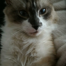 Image pour l'annonce Coton beau et gentil croisé sacré Birmanie à adopter via asso