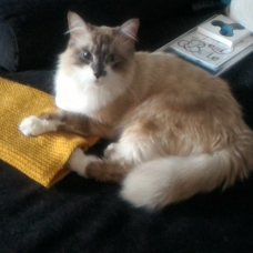Image pour l'annonce Coton beau et gentil croisé sacré Birmanie à adopter via asso