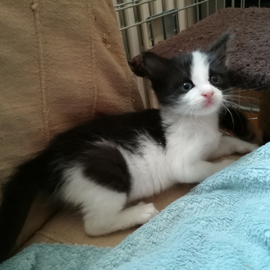 Image pour l'annonce 2 chatonnes à adopter