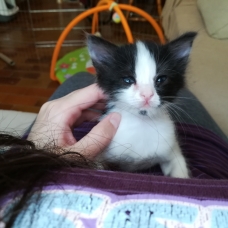 Image pour l'annonce 2 chatonnes à adopter
