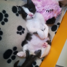 Image pour l'annonce 2 chatonnes à adopter