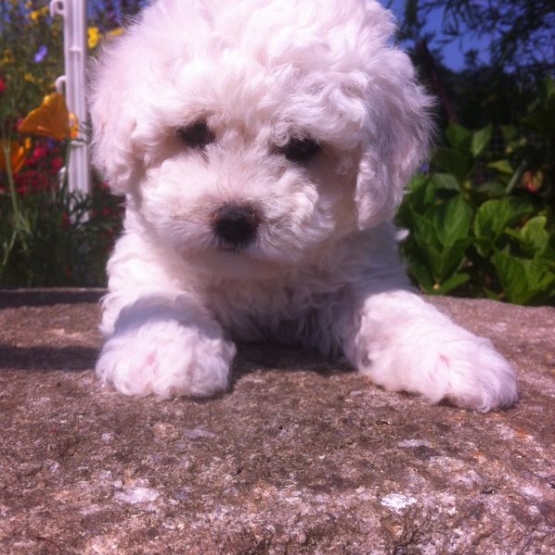 Image pour l'annonce Bichons Frisé