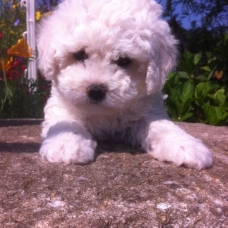 Image pour l'annonce Bichons Frisé