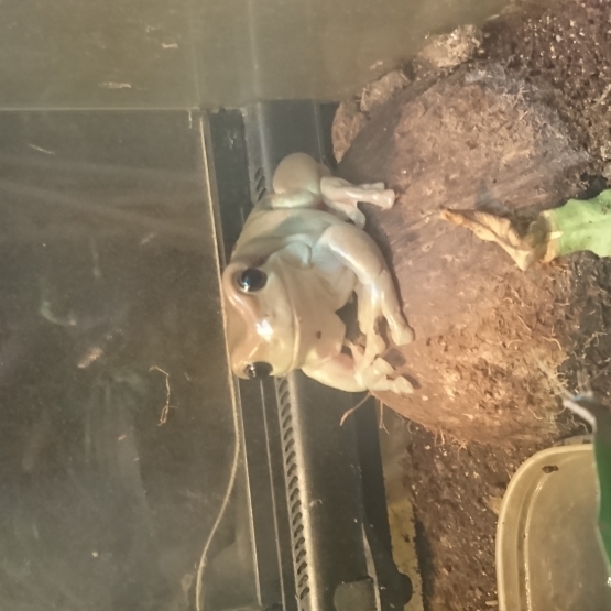 Image pour l'annonce Rainette de White et terrarium