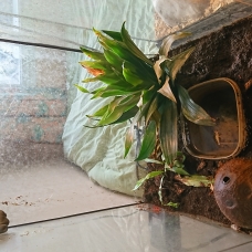 Image pour l'annonce Rainette de White et terrarium